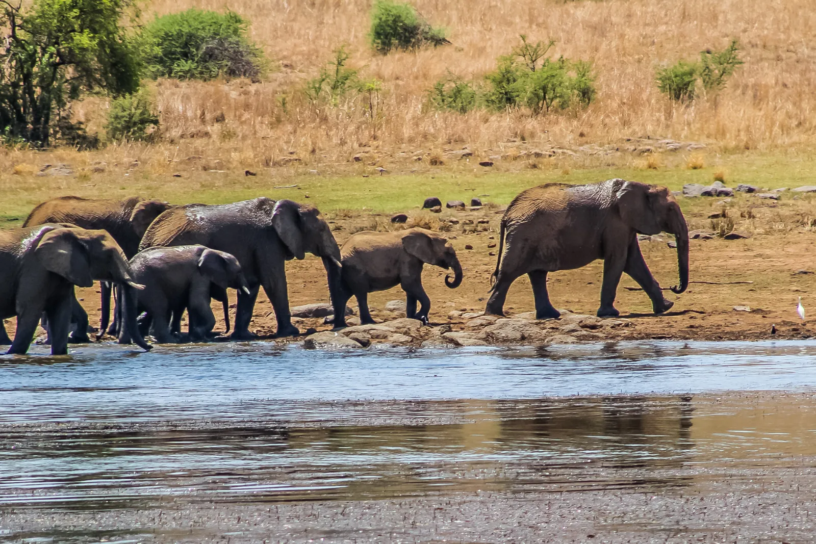 Safari au parc national de Pilanesberg une activité exclusive à Johannesburg avec INNOV'events