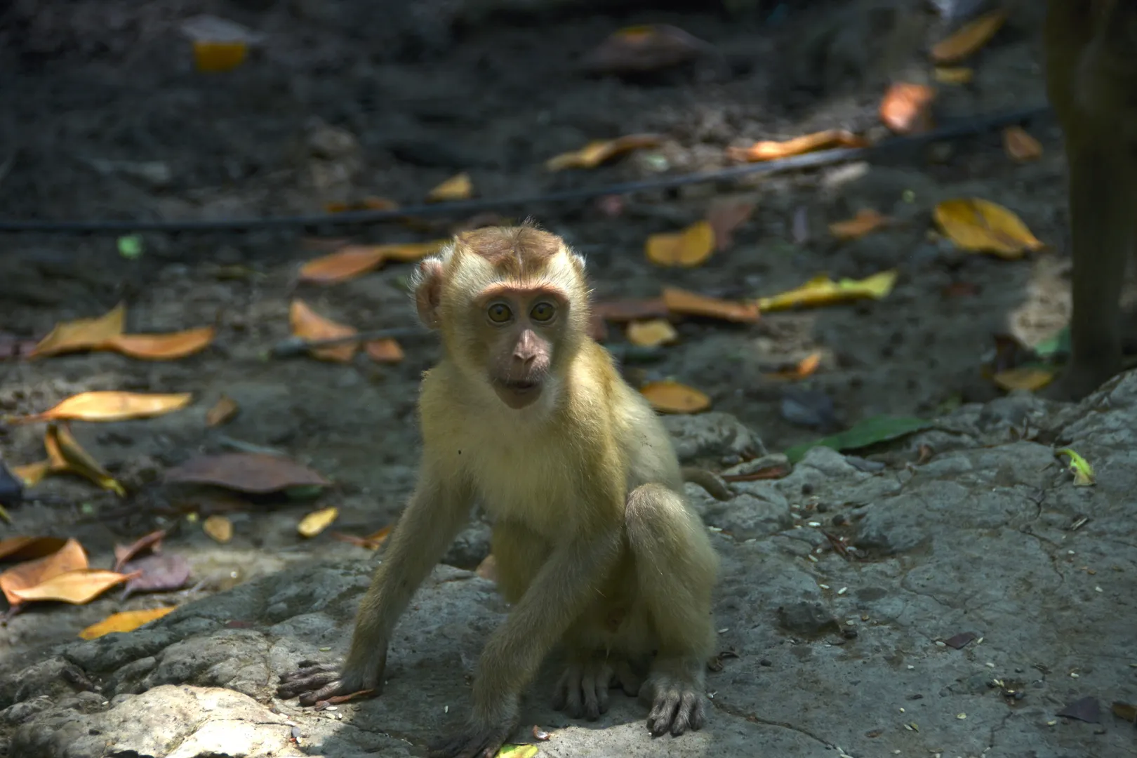 Randonnée dans le parc national de Can Gio une activité exclusive à Ho Chi Minh-Ville avec INNOV'events