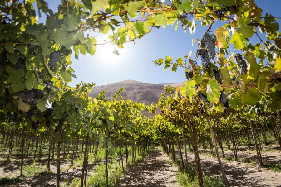 Rallye photo viticole une activité exclusive à Bordeaux avec INNOV'events