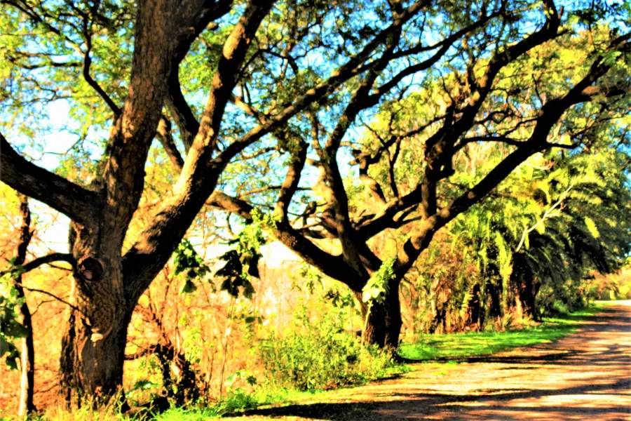 Randonnée dans la Réserve écologique Costanera Sur une activité exclusive à Buenos Aires avec INNOV'events